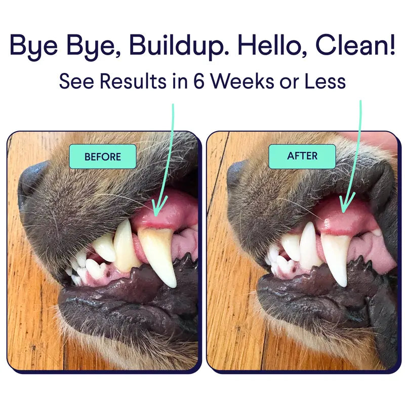 Dog Dental Care Powder